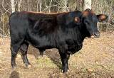 3 yr old Angus bull