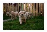 Great Pyrenees Puppies Solid White male