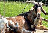 PENDING-Goats