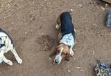 female basset hound