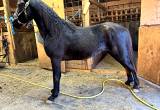 black twh stallion
