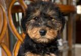 Akc Airedale Terrier Puppies