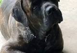 ICCF Registered 4-Year Old Cane Corso