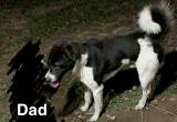 Doberman Hound Pups for Sale