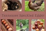 Speckled Egger Chicks & Hatching Eggs