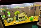 fish tank with everything