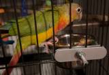 pineapple conure w/ cage (sale or trade)