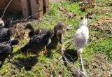 5 Barn Yard Mixed Chicks and 2 Ducklings