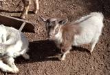 Pygmy Goats Easter Special