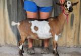 ADGA Nigerian Dwarf Goat (Doe)