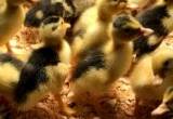Ducklings &Juveniles-Pekin, Magpie &More!