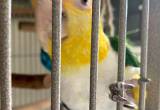female white bellied caique
