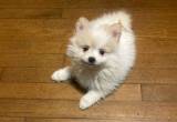 Pomeranian Puppies for Sale!