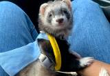 looking for a new home for my ferrets