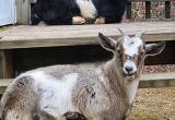2 nannie pygmy goats