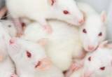 white rats