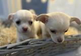 Adorable Chihuahua Babbies