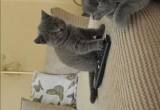 British Shorthair kittens BSH Grey