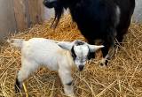 Bottle baby Pygmy goat