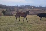 saddle horse filly