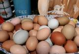 Farm fresh and free range rainbow eggs