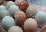 chicken, silkie, duck, hatching eggs