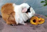 cute baby male guinea pigs and male