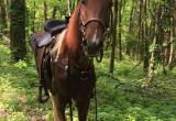 spotted saddle horse