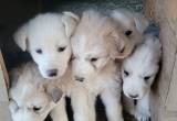 Husky/ Great pyrenees puppies