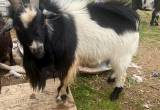 male goat for sale
