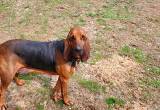 Female Bloodhound for sale