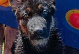 9 week old German Shepherd pup