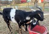 Fainting Goats for sale Does & bucklings