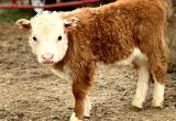 Mini Hereford Bull calf