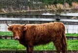 Highland Miniature Cattle