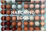 Rainbow Hatching Eggs