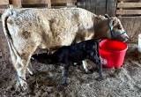 first calf heifer with heifer calf