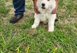 7 great pyrenees puppies all males