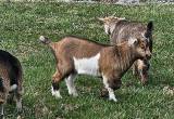 pygmy billy goats