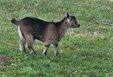 female pygmy goats