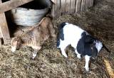 Miniature Fainting Billy Goats
