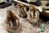 Jubilee English Orpington Chicks