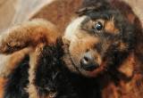 airedale terrier pup