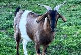 Herd of Kiko goats - Pregnant
