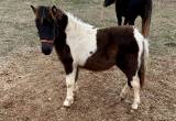 Paint Pony Colt