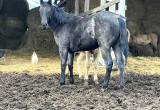 Blue Roan Yearling Filly