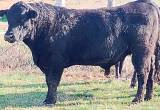 registered Angus bull