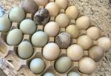 free range Duck Eggs