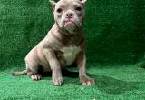 mini bully no papers