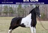Trail Deluxe Spotted Saddle Gelding